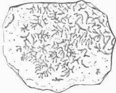 Graphis elegans.