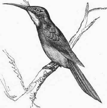 Jacamar (Galbula viridis).