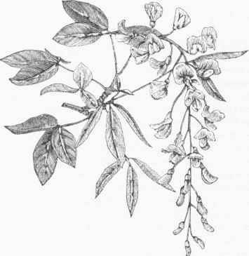 Laburnum.