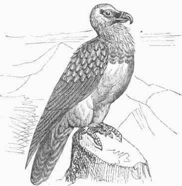 Lammergeyer (Gypaetus barbatus).