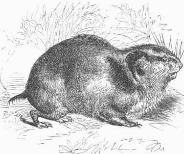 Lemming (Myodes lemmus).