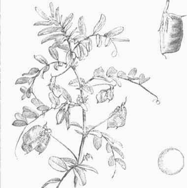 Lentil (Ervum lens).