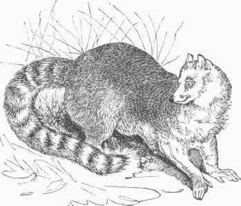 Ling tailed Lemur (Lemur catta).