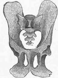 Pelvis of Monkey.