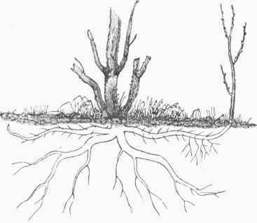 Propagation by Suckers.