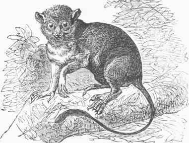 Spectral Lemur (Tarsius spectrum).