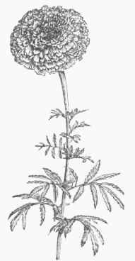 African Marigold (Tagetes erecta).