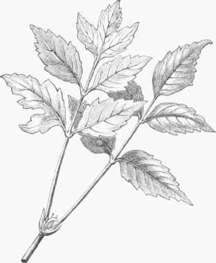 Ash leaved Maple (Negundo aceroides).