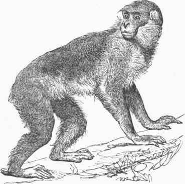 Barbary Ape (Inuus sylvanus).