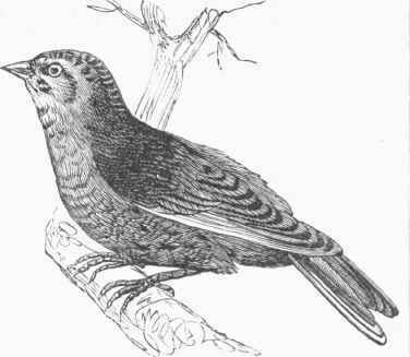 Brown Linnet (Linota cannabina).