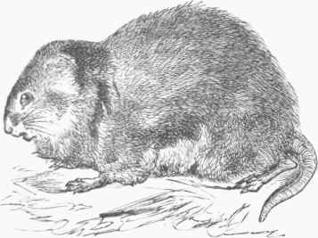 Campagnol (Hypudams arvalis).