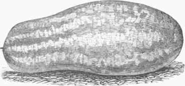 Carolina Watermelon.