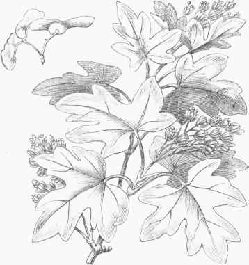 Common European Maple (Acer campestre).