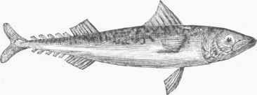 Common Mackerel (Scomber vernalis).