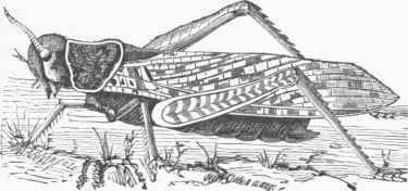 Eastern Locust (Locusta migratoria).