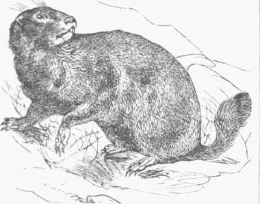 Europeaan Marmot (Arctomys marmota).