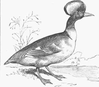 Hooded Merganser (Lophodytes cucullatus)   Male.