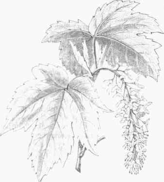 Kycainore Maple (Acer pseudo platanus).
