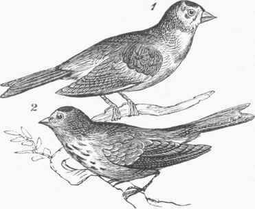 Lesser Red poll Linnet (AEgriothus linarius). 1. Male. 2. Female.
