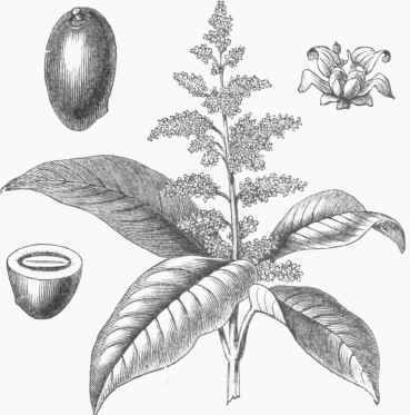Mango (Mangifera Indica).