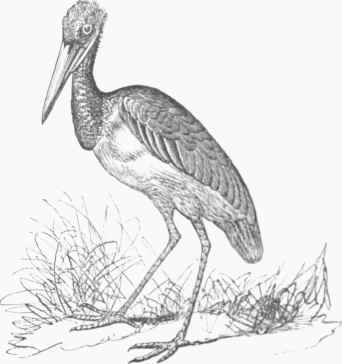 Marabou (Leptoptilus marabou).