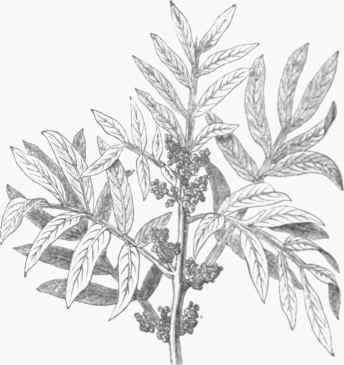 Mastic riant (Pistacia lentiscus).