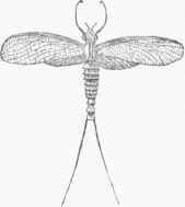 Mayfly (Ephemera).