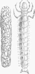 Mayfly   Larva and case.