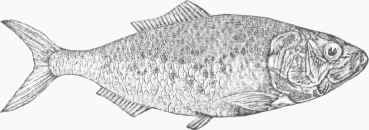 Menhaden (Alosa menhaden).