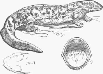 Menopoma Allegkaniense.   1. Head. 2. Mouth.