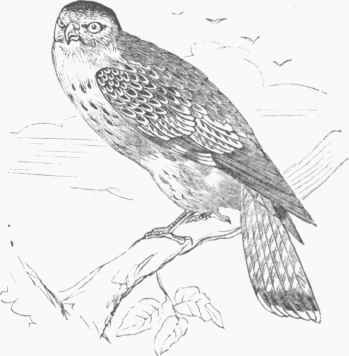 Merlin (Hypotriorchis scsalon).