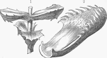 Mesembryanthemum Leaves.   1. M. deltoideum. 2. M. felinum.