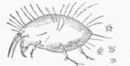Mite (Acarus domesticus).