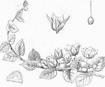 Moneywort (Lysimachia numnularia).