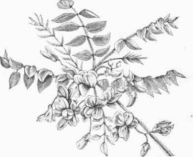 Moss Locust (Robinia hispida).