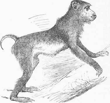 Pig tailed Macaque (Macacus nemestrinus).