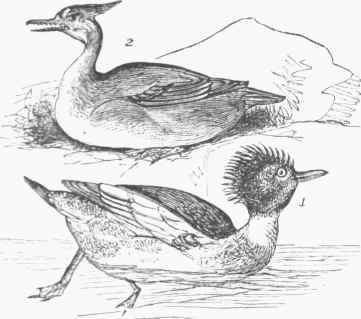 Red bivusted Merganser (Mergus serrator). 1. Mule. 2. Female.