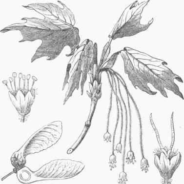 Sugar Maple (Acer saccharinurn).