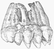Tooth of Mastodon.