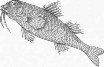 Bearded Mullet (Mullus barbatus).