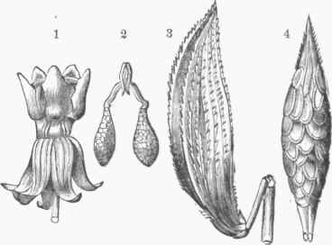 Common Milkweed (Asclepias Conrati).   1. Flower. 2. Pollen Masses. 8. Pod. 4. Seeds imbricated on the placenta.
