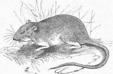 Deer Mouse (Hesperornys leucopus).