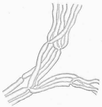 Division of Nervous Filaments, from one of the Cutaneous Muscles of the Frog, magnified 350 times.
