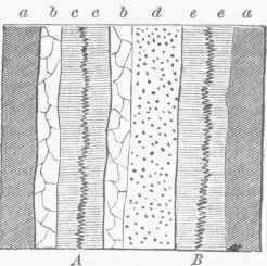 Double Fissure Vein, a a. Country rock, b b. Calc spar.