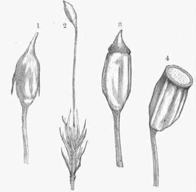Fertile Inflorescence. 1. A fertile Stem. 2. Capsule with its Calyptra.