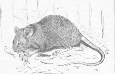House Mouse (Mus Musculus).