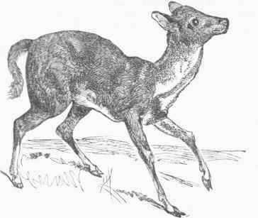 Kanchil (Tragulus pygmajus).