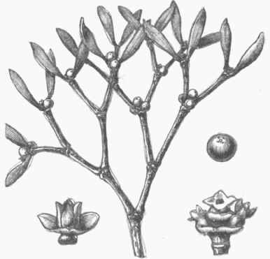 Mistletoe (Yiscum album).