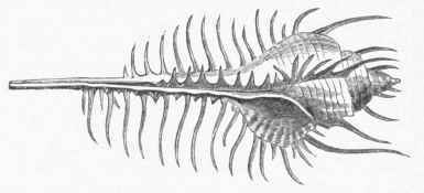 Mures (Murex tenuispina).