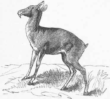 Musk Deer (Moschus moscMferus).